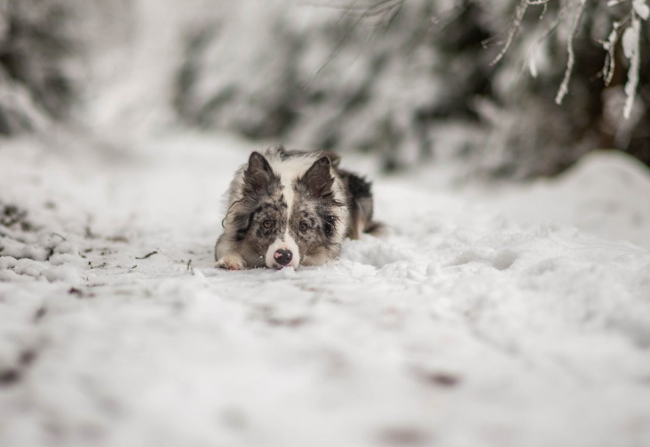 Фритсвит. Семейный фотограф Ефремова Виктория