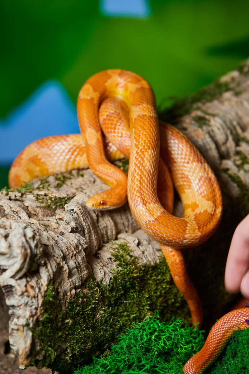 Съёмка животных — пятнистая змея в руке человека.