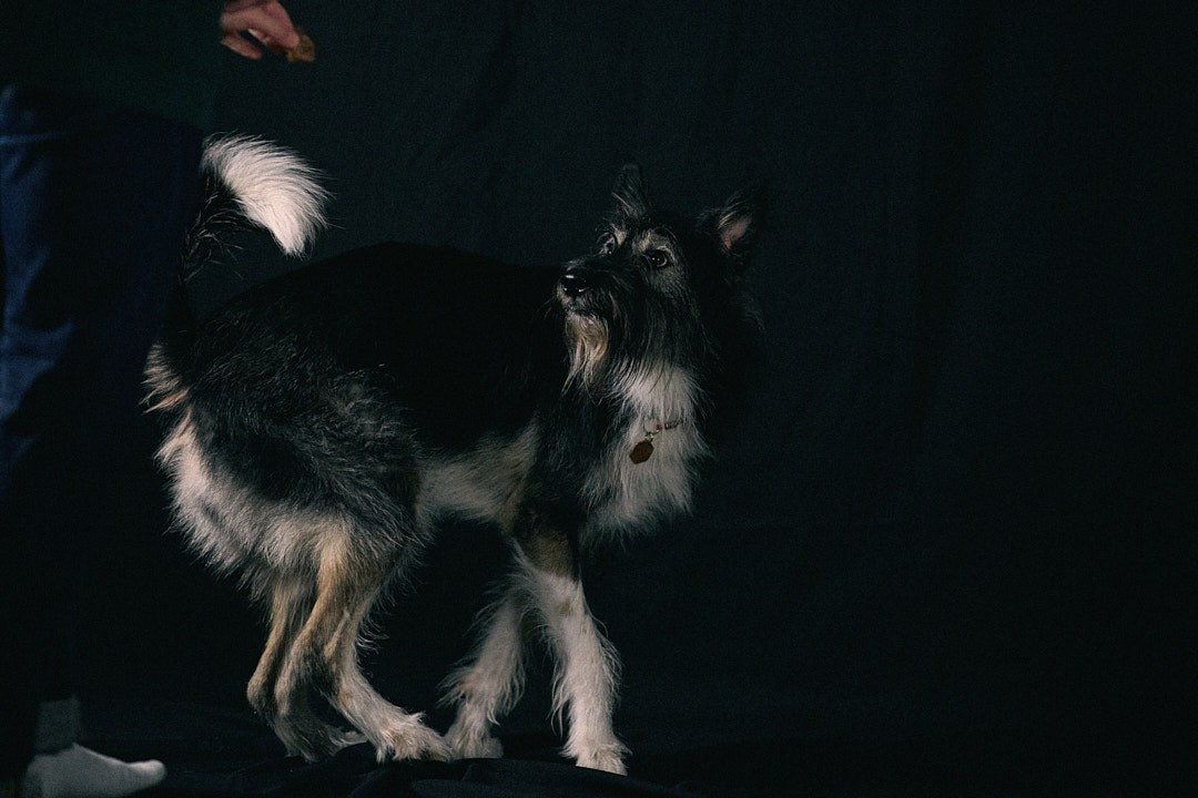 Студийная съемка Пихты. Фотограф-анималист Мартынова Анастасия