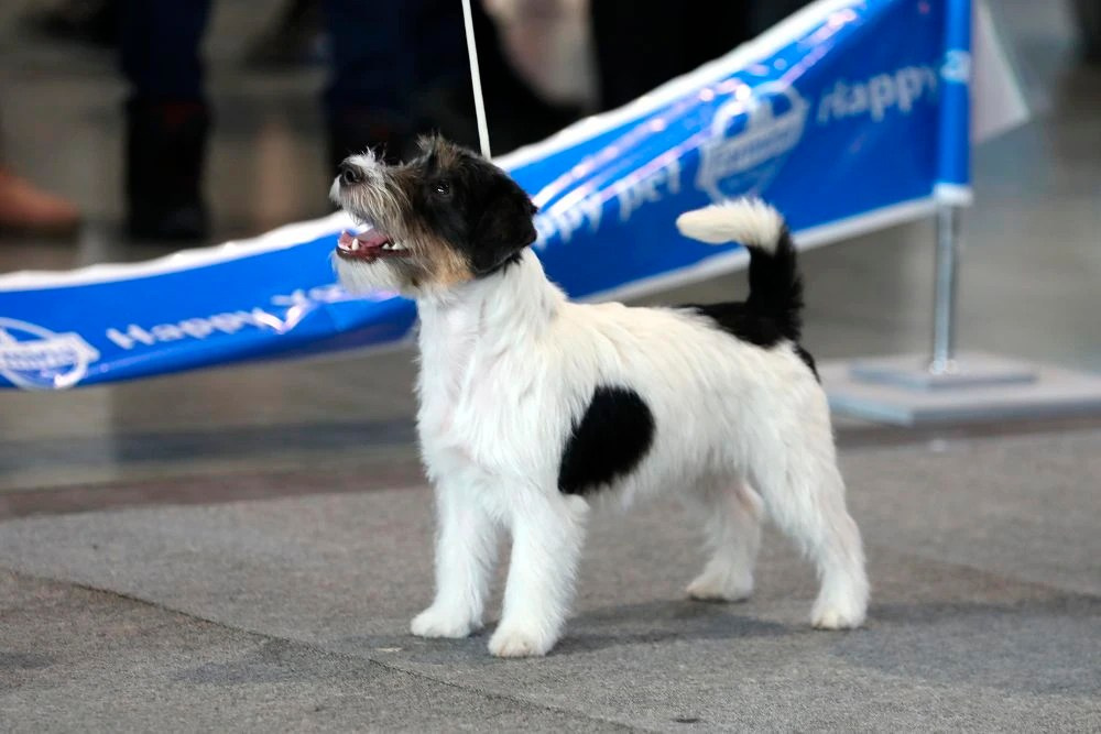 Port Fortis Destiny Of Love