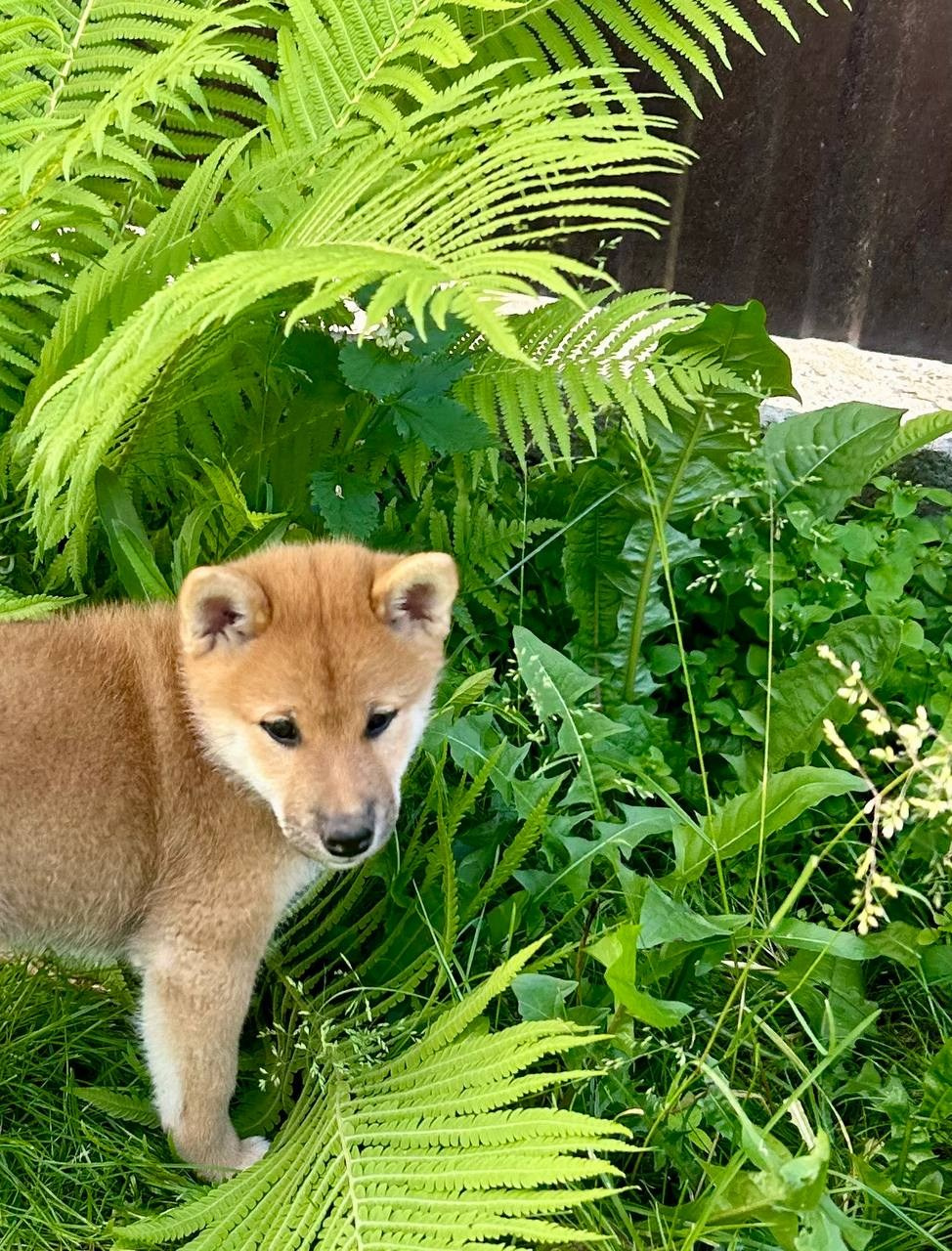 сиба питомник Рубилайт щенки на продажу rubylight  сиба щенки купить СПб Санкт-Петербург