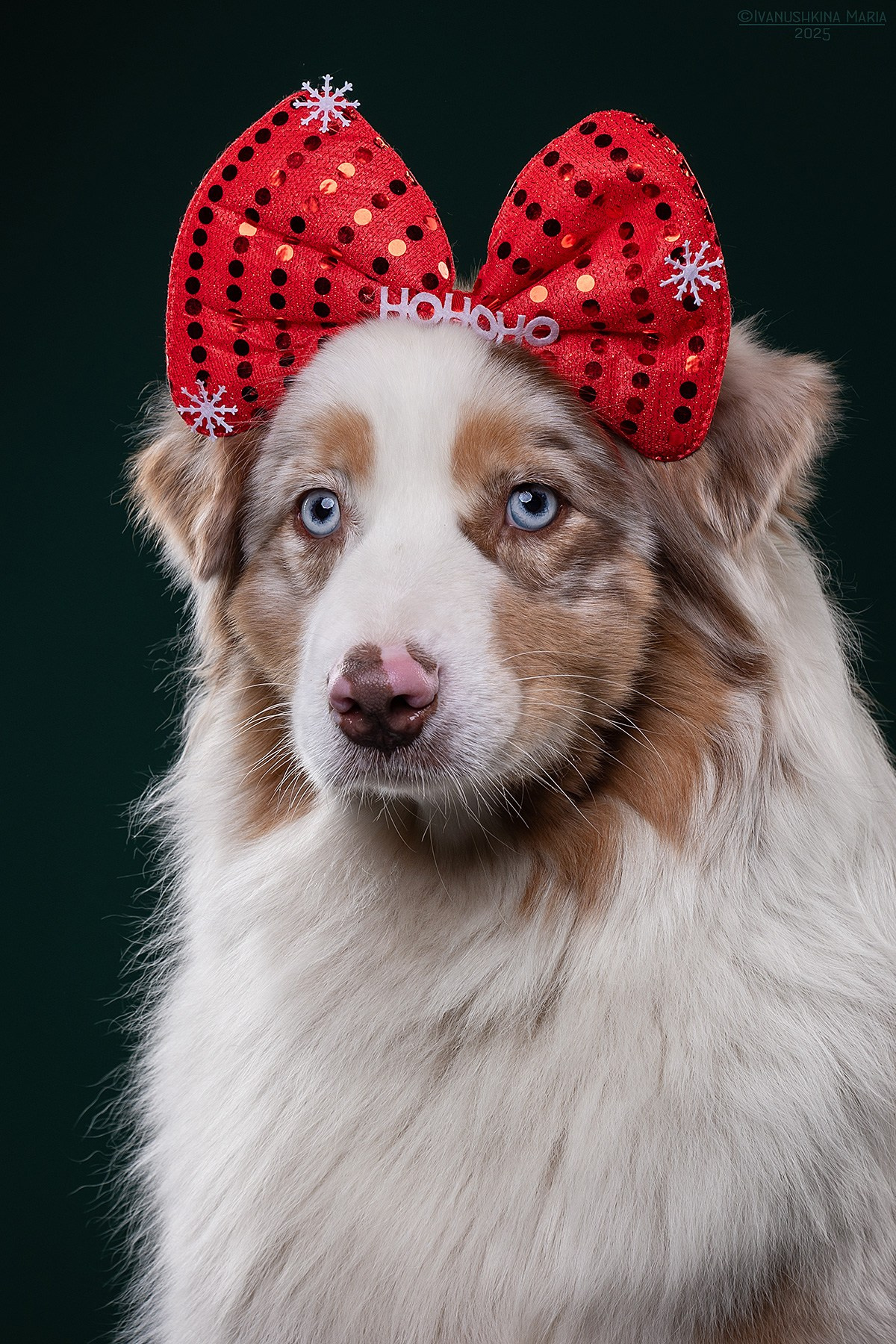Фотосессия собаки в студии. Фотограф собак в Москве и Московской области Иванушкина Мария