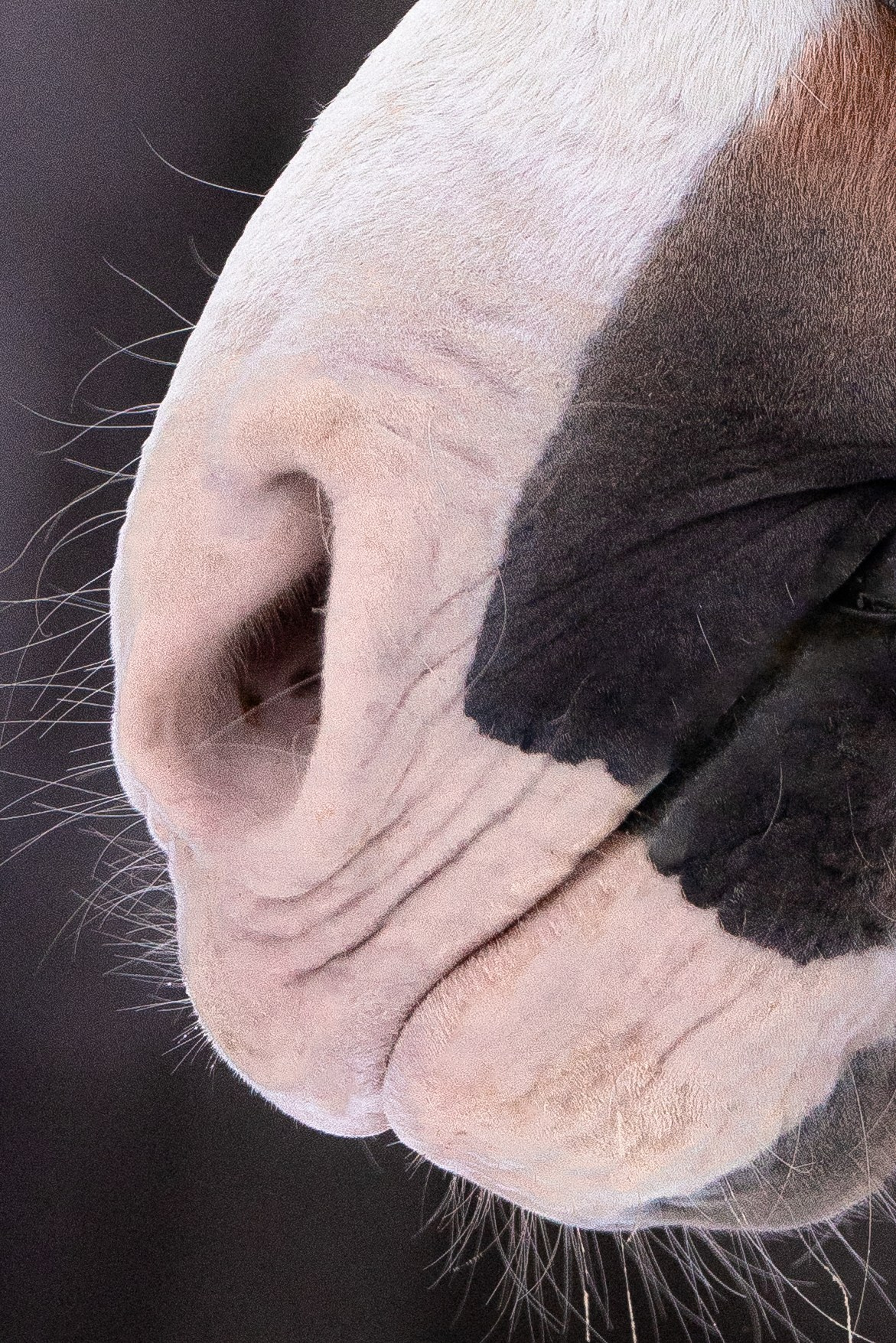 Бейкер. Фотограф и видеограф анималист Аганина Дарья