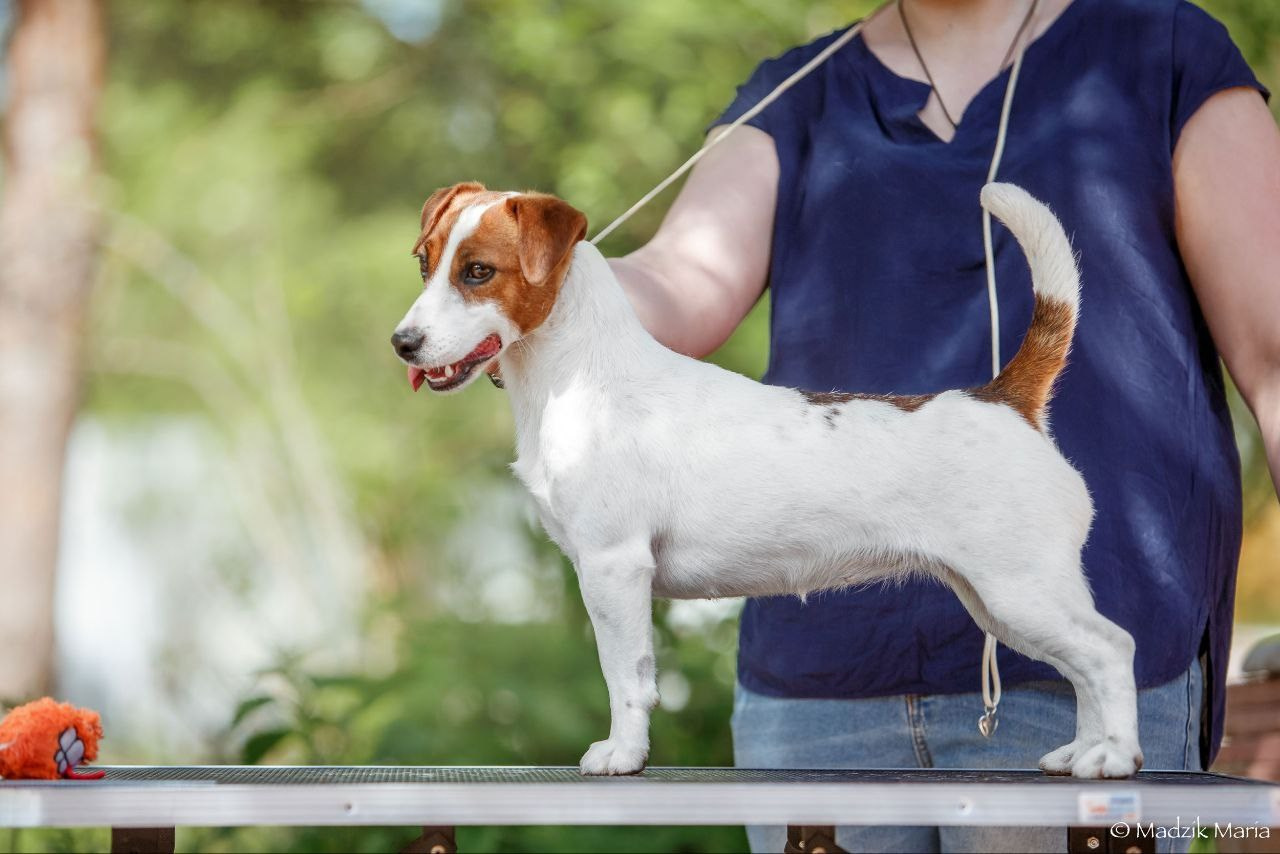 Lovely-Orange Edith Piaff. Lovely-Orange питомник джек рассел терьеров