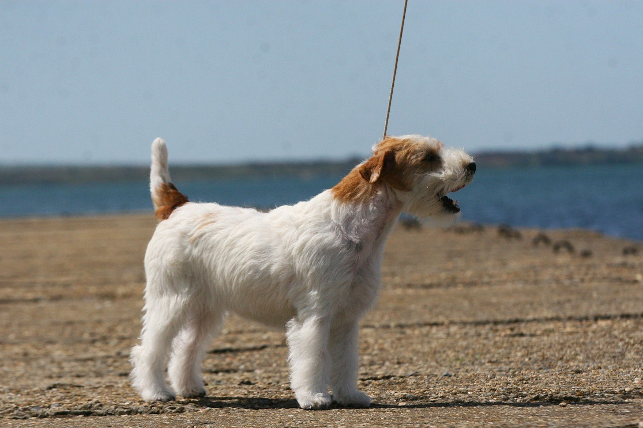 Lovely-Orange Colambina. Lovely-Orange питомник джек рассел терьеров