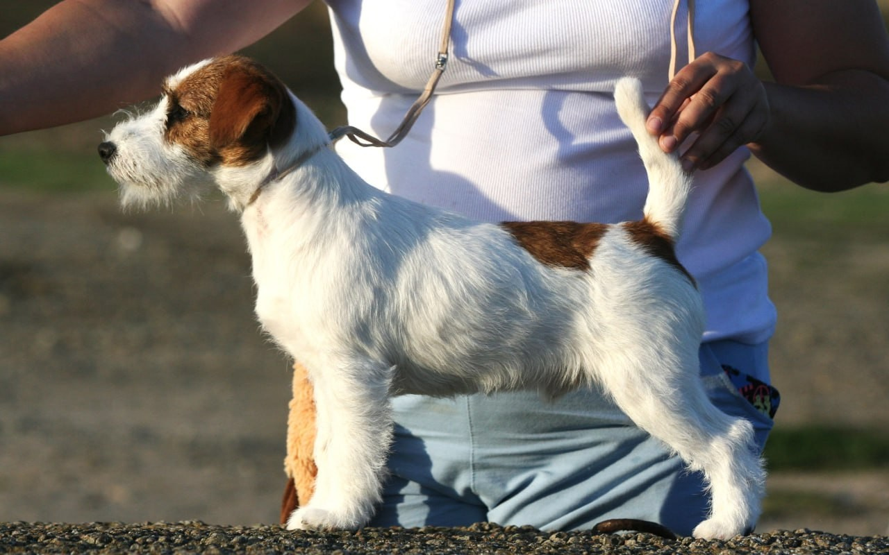 Port Fortis Amore Mio. Lovely-Orange питомник джек рассел терьеров