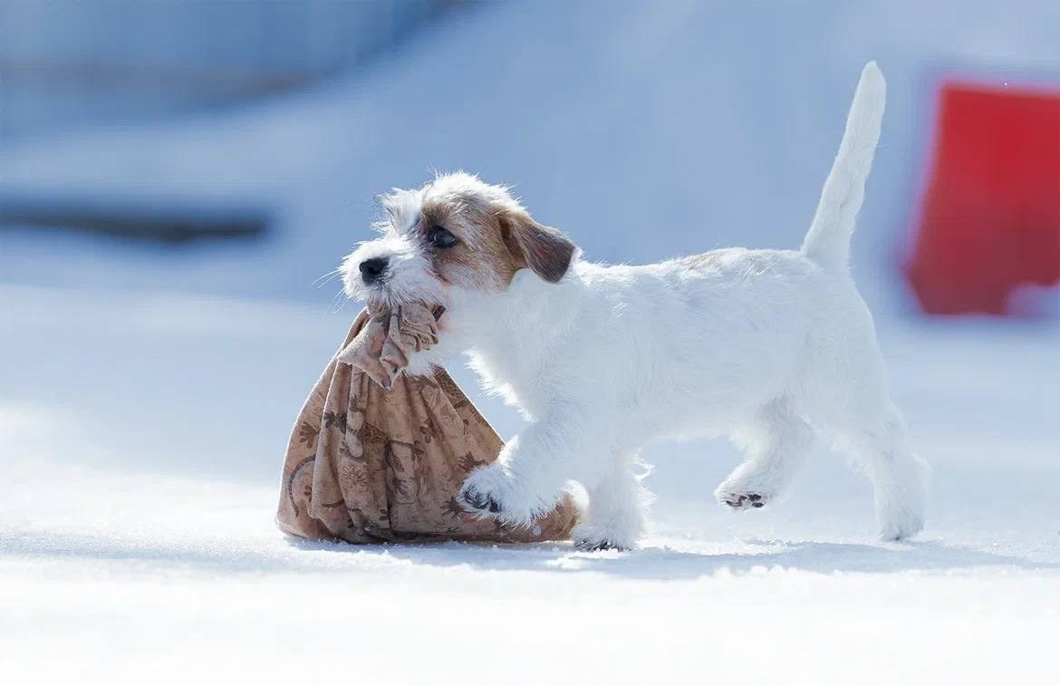 Сука 3. Lovely-Orange питомник джек рассел терьеров