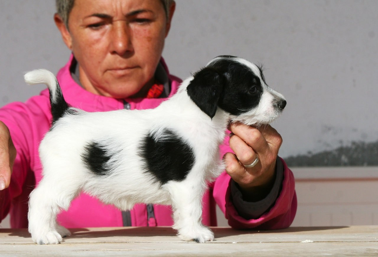 Сука 2. Lovely-Orange питомник джек рассел терьеров