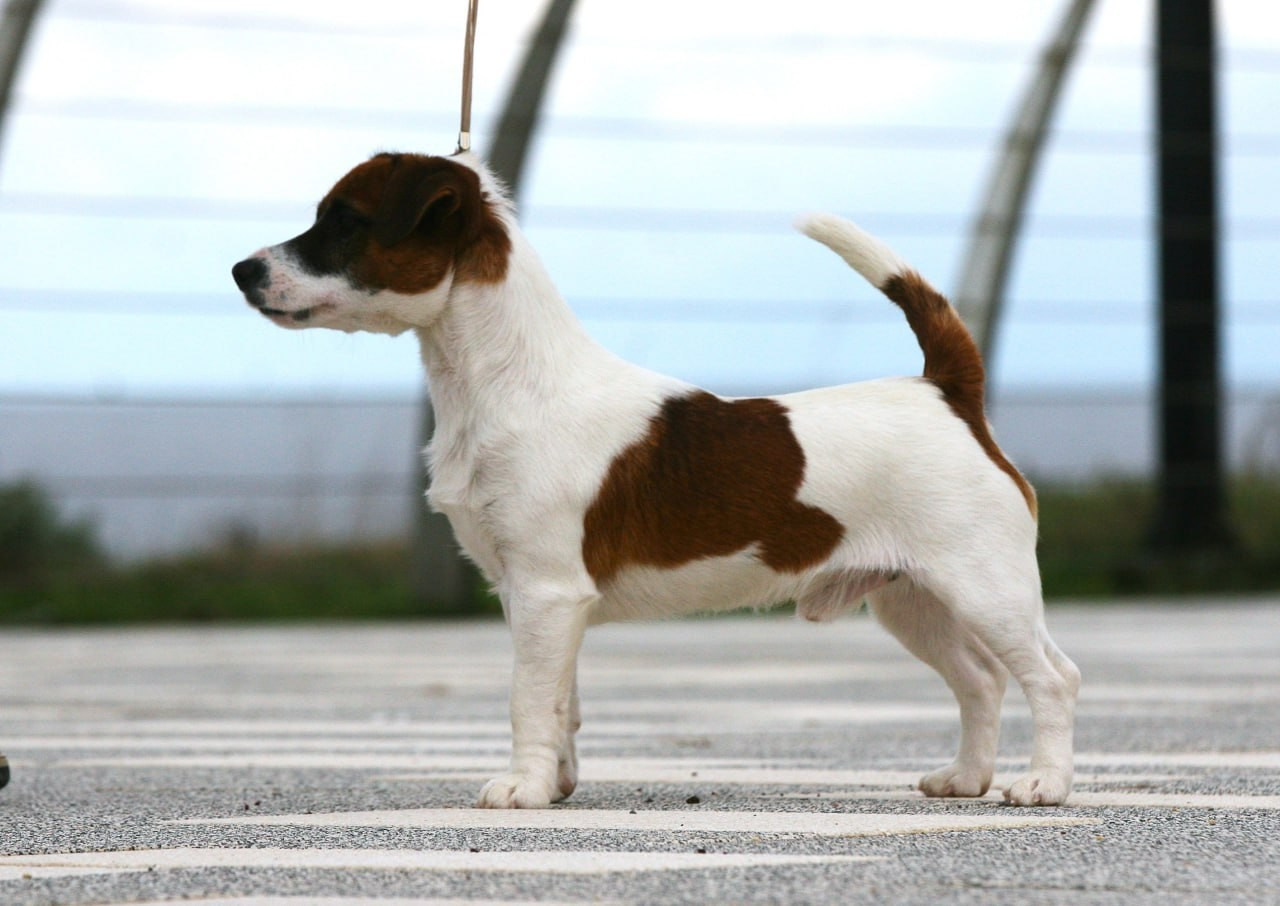 ADM'S DOGS GATSBY FOR LOVELY ORANGE. Lovely-Orange питомник джек рассел терьеров