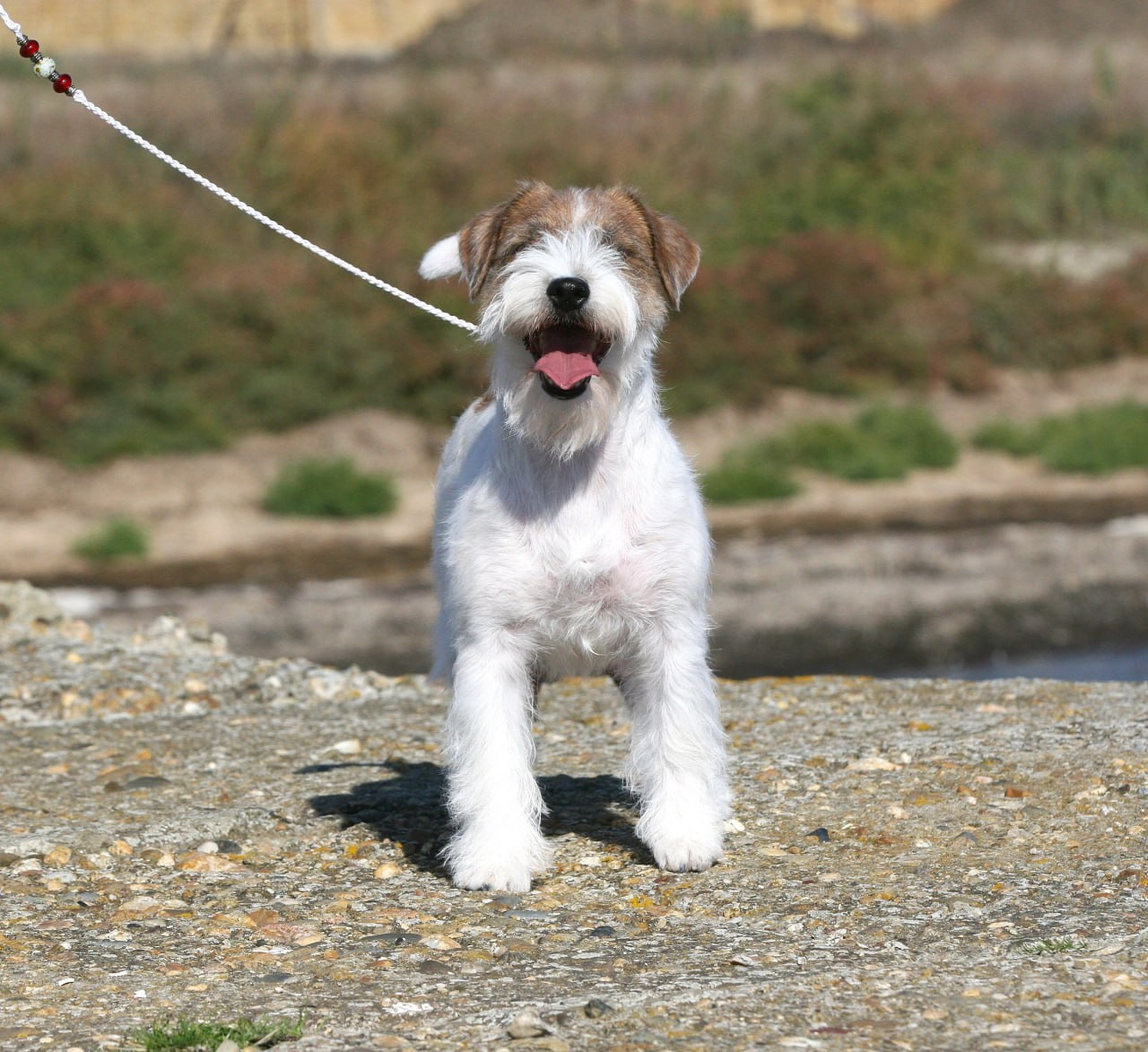 Lovely -Orange Team Spirit. Lovely-Orange питомник джек рассел терьеров