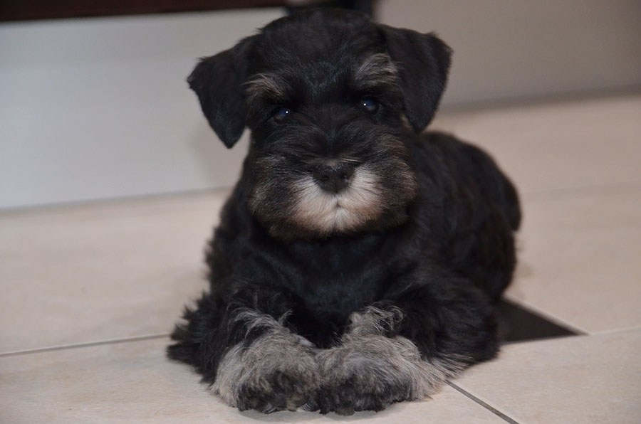 Litter «E». Питомник цвергшнауцеров в Беларуси «Делинсо Бэлэнс»