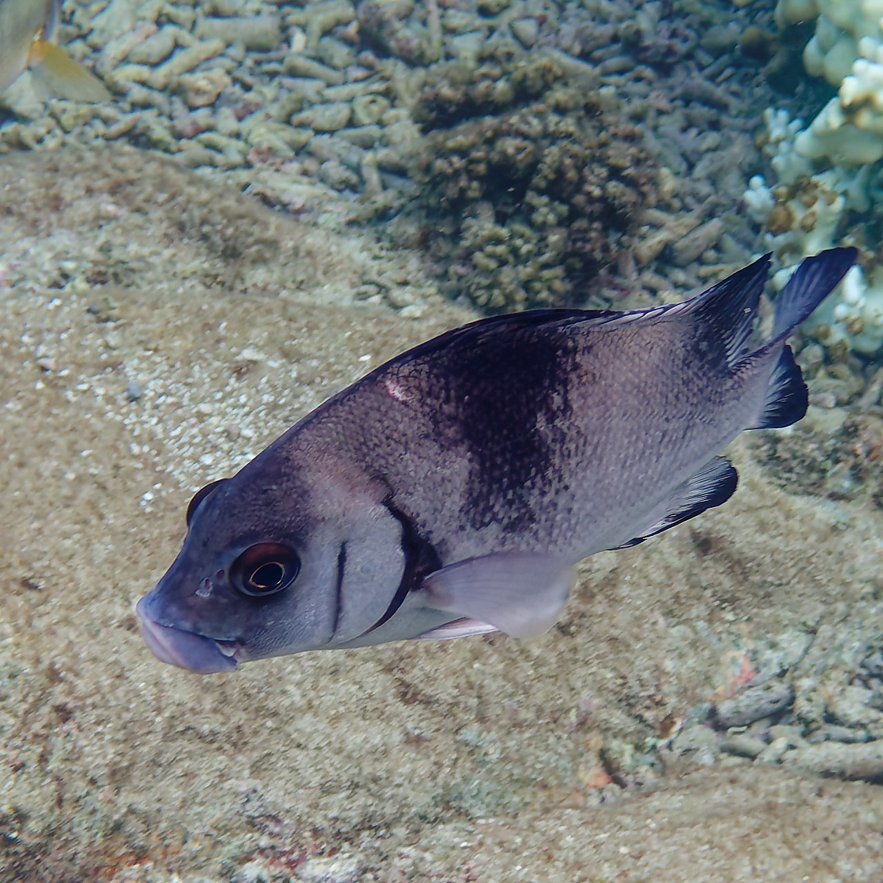 Мне посмотреть. Рыбов показываю