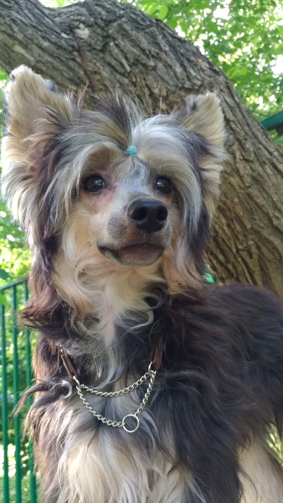 Бажен, 7 месяцев.