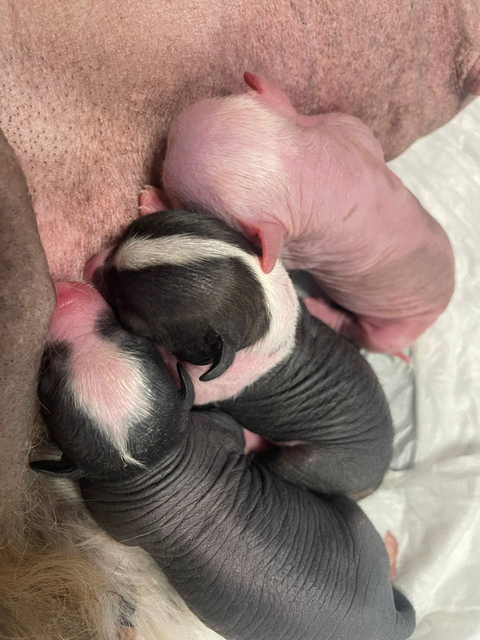 День Рождения