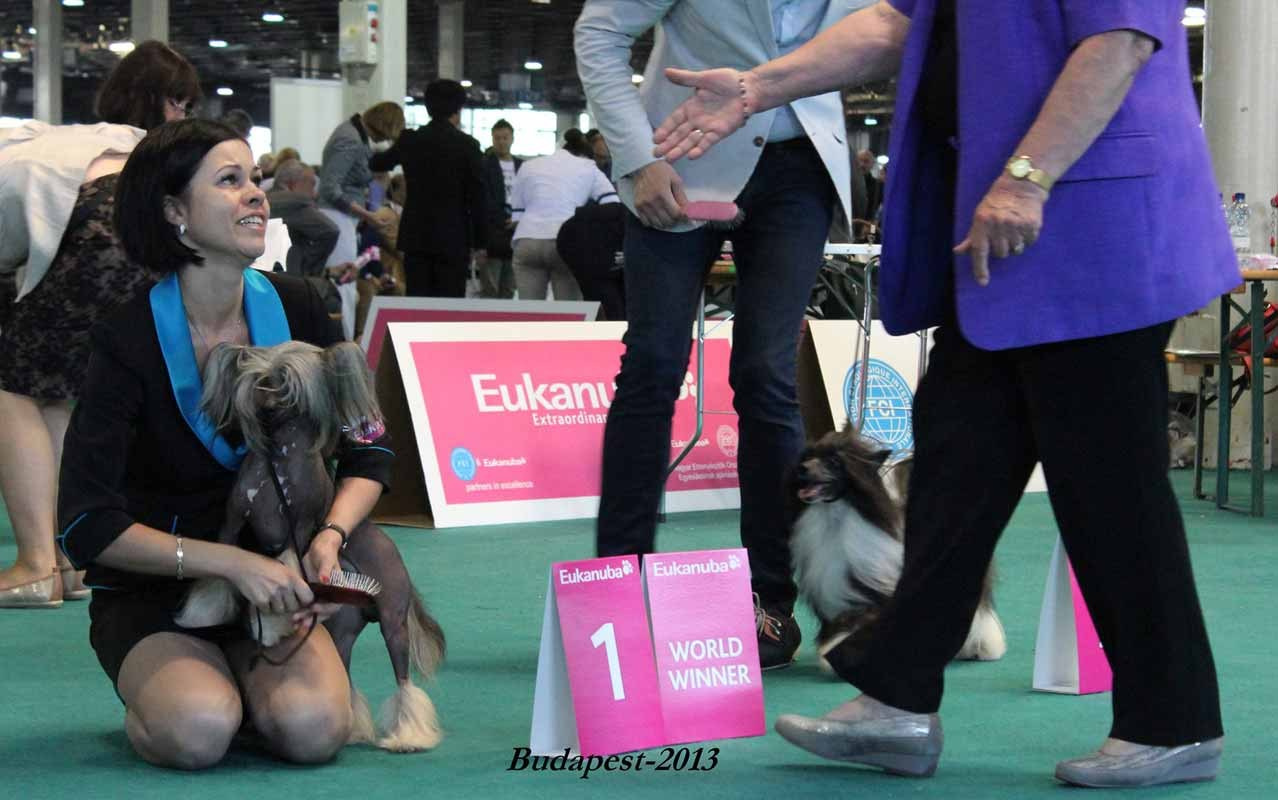 Нерону (Zlato Dinastii Neron) — 14 лет. Поздравляем тебя, наш знаменитый папа!. Питомник китайских хохлатых собак Poale Ell: купить щенка