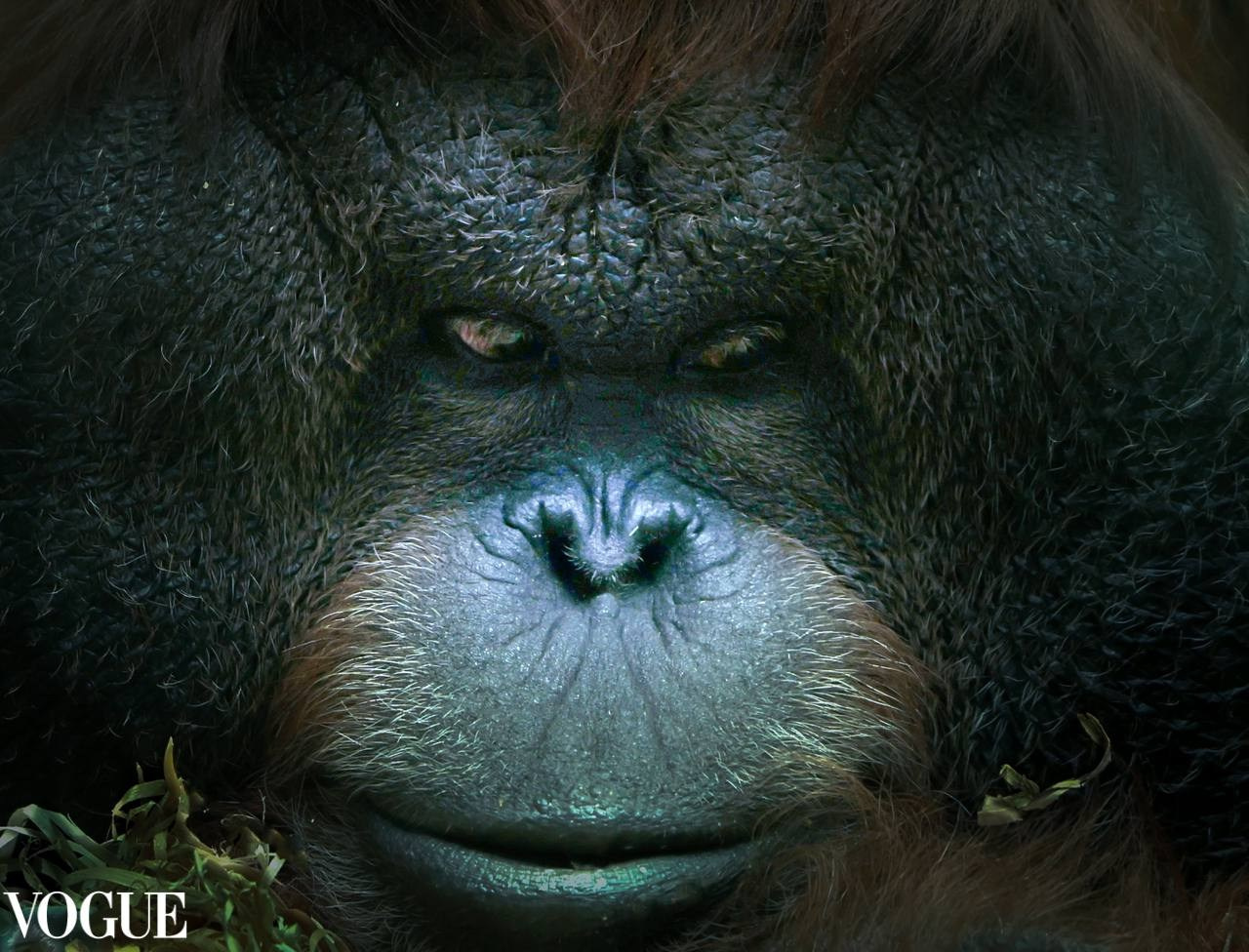 VOGUE. Репортажный, архитектурный, театральный и файн-арт фотограф Лена Мельникова в Москве