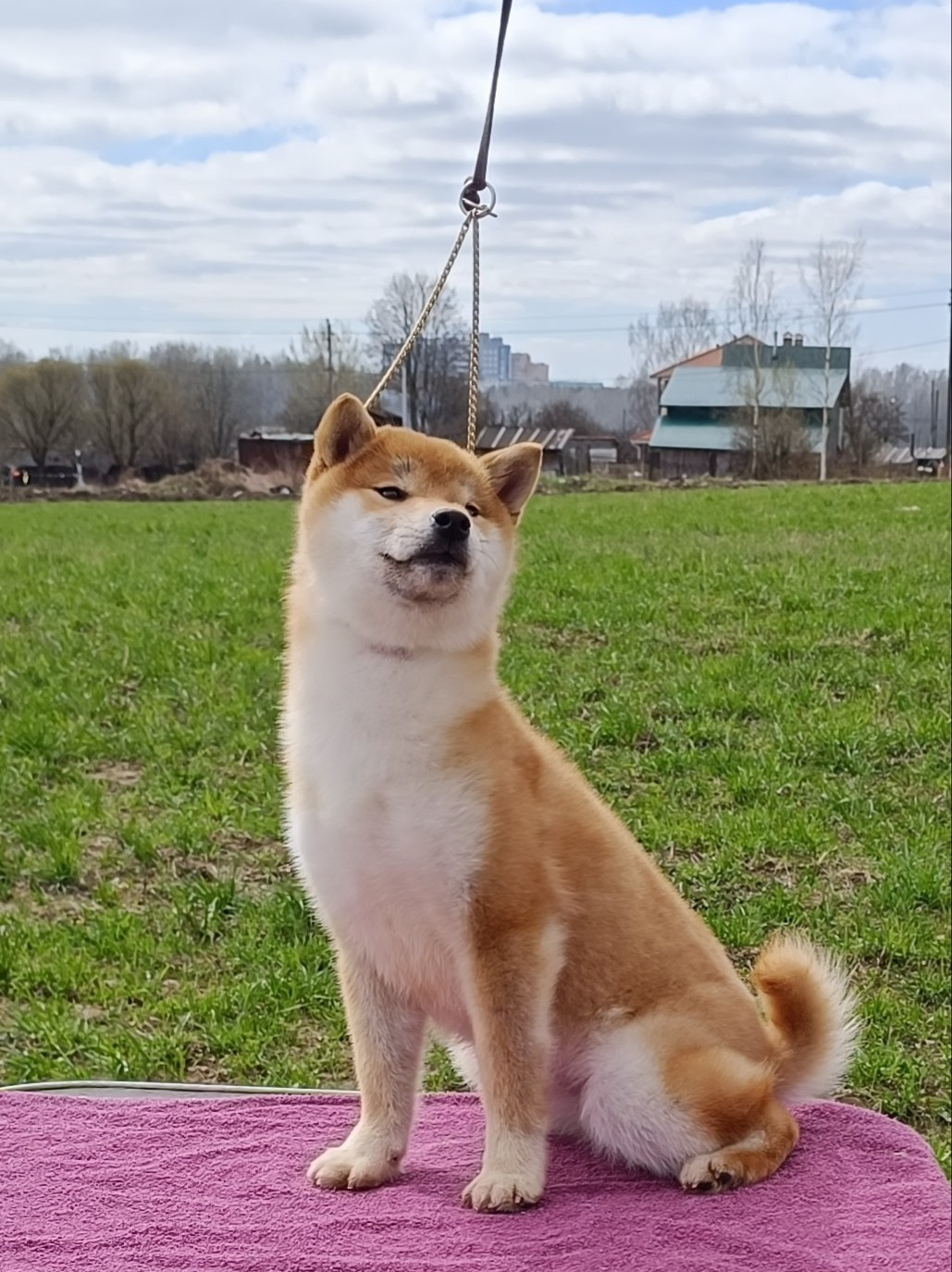 Rubylight Bella * Белла. Американская акита I Сиба ину I Питомник RUBYLIGHT