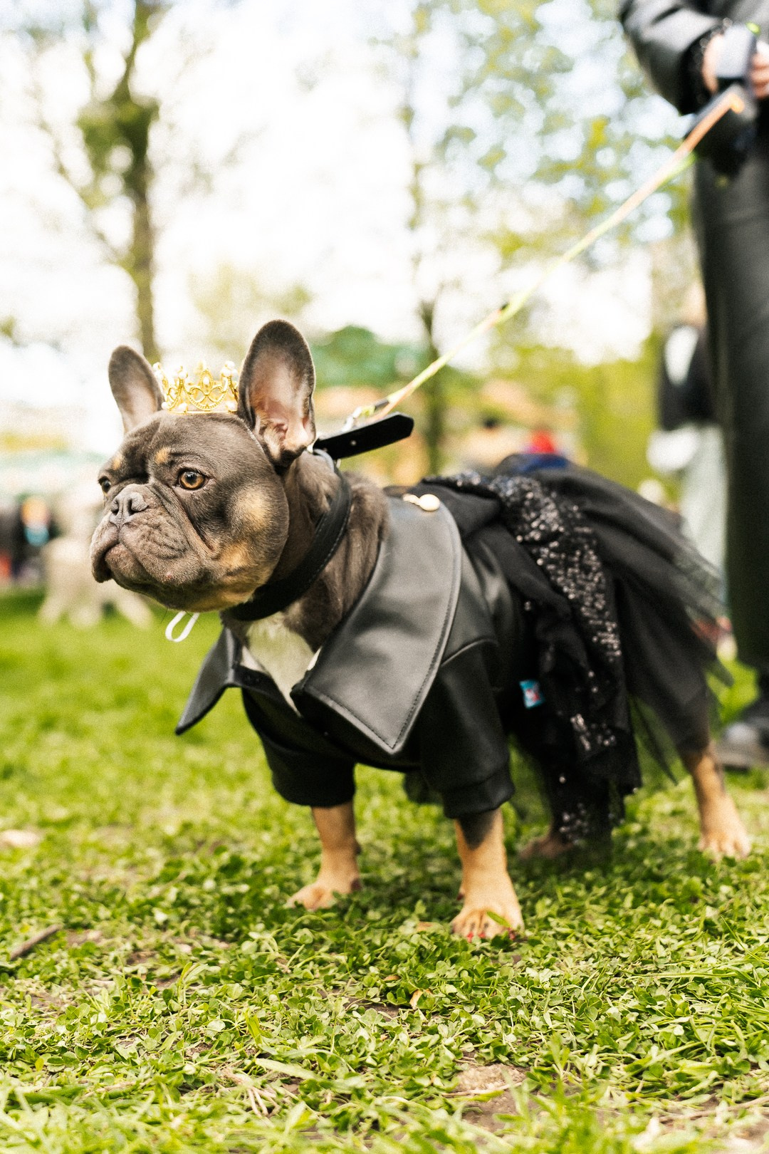 Парад Бульдогов. Axenov_eugene