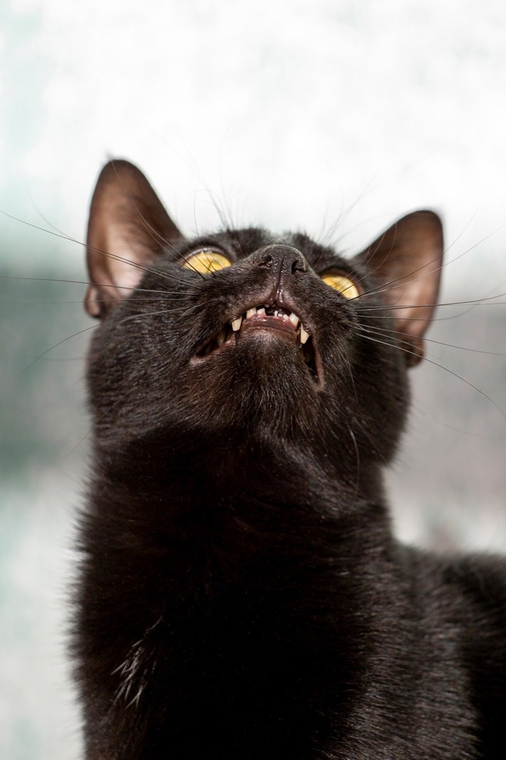 Кошки и котята в приютах. Irenephoto.ru