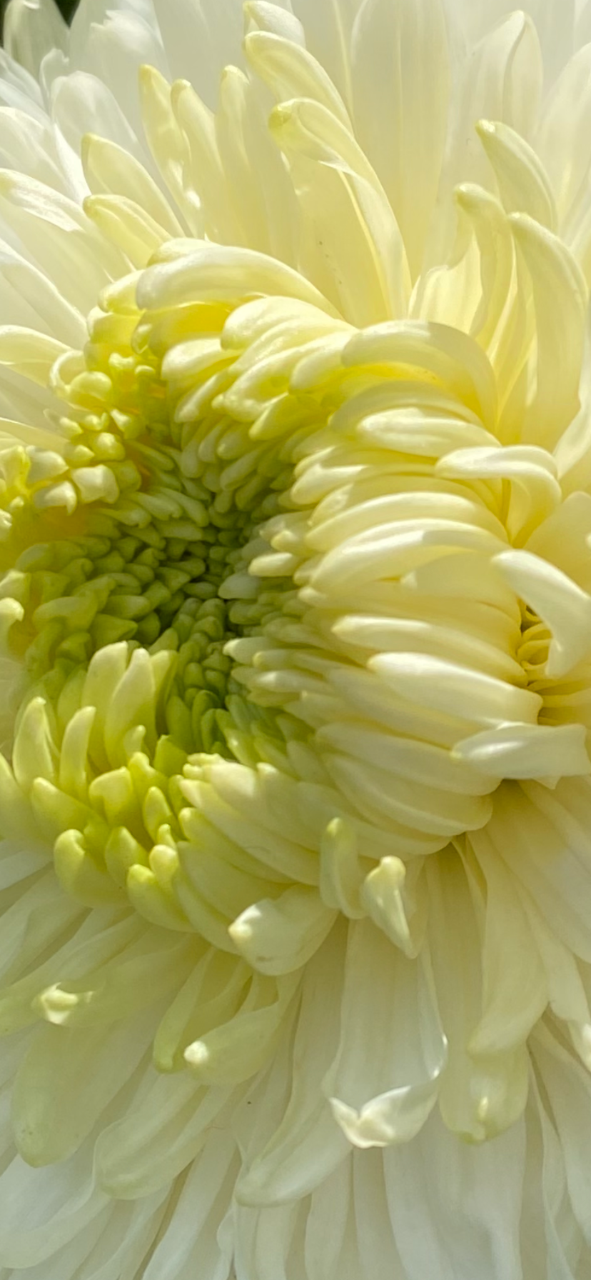 Мир и детализация. Портретный фотограф kristen.soul | Кристина Гусева