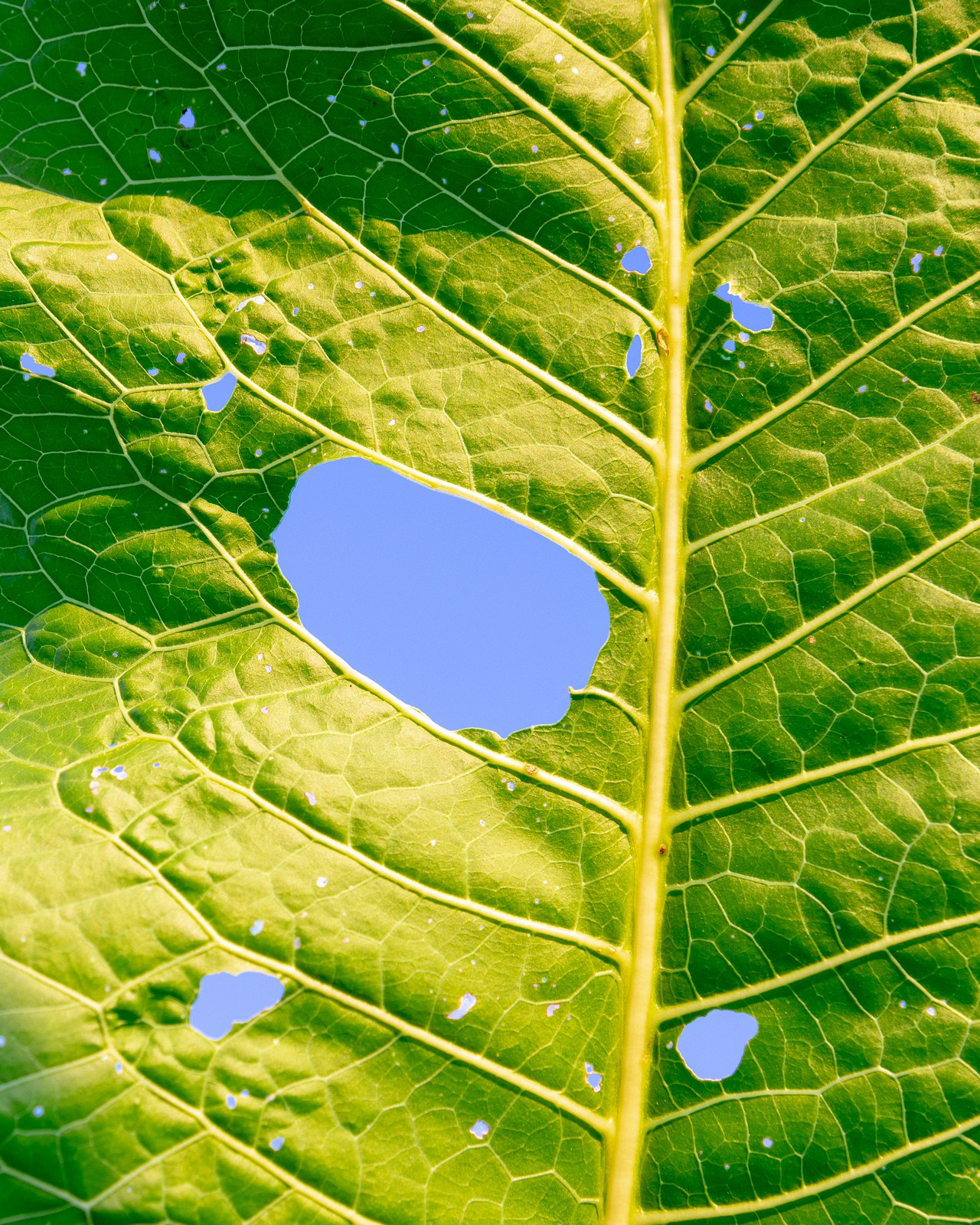 Условная ботаника. Фотографии Саши Любина