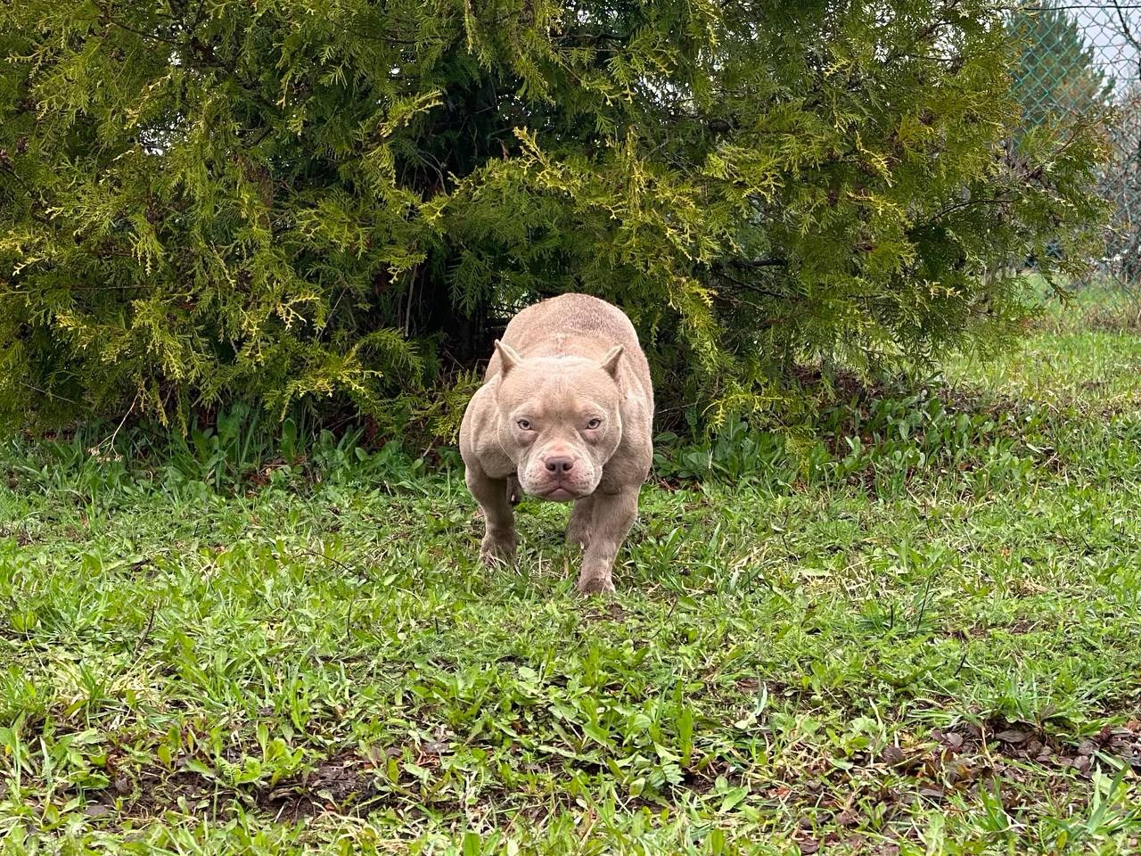 Minie Mouse. Питомник американских булли Bounty Pride Bully