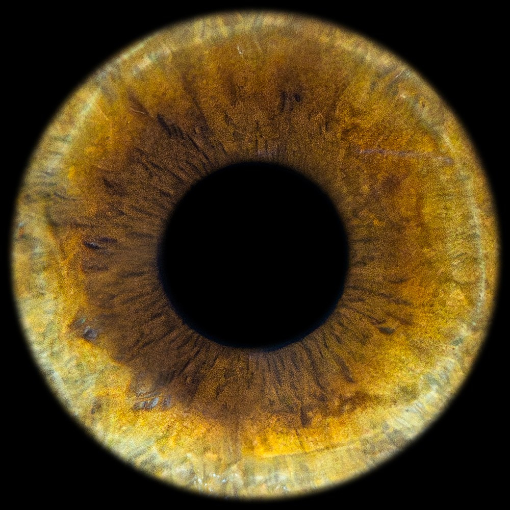 Примеры фото. Фото радужки глаза LOOK IN