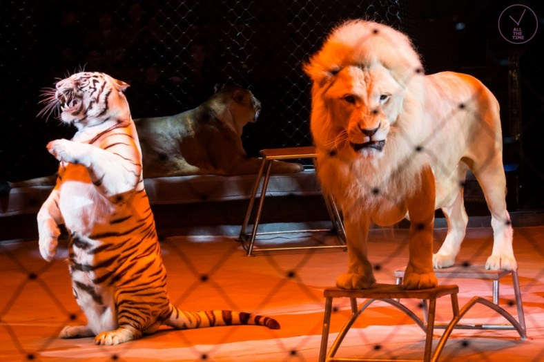 К.У.К.Л.А. Магия музыки в кадре: Концертная Фотография