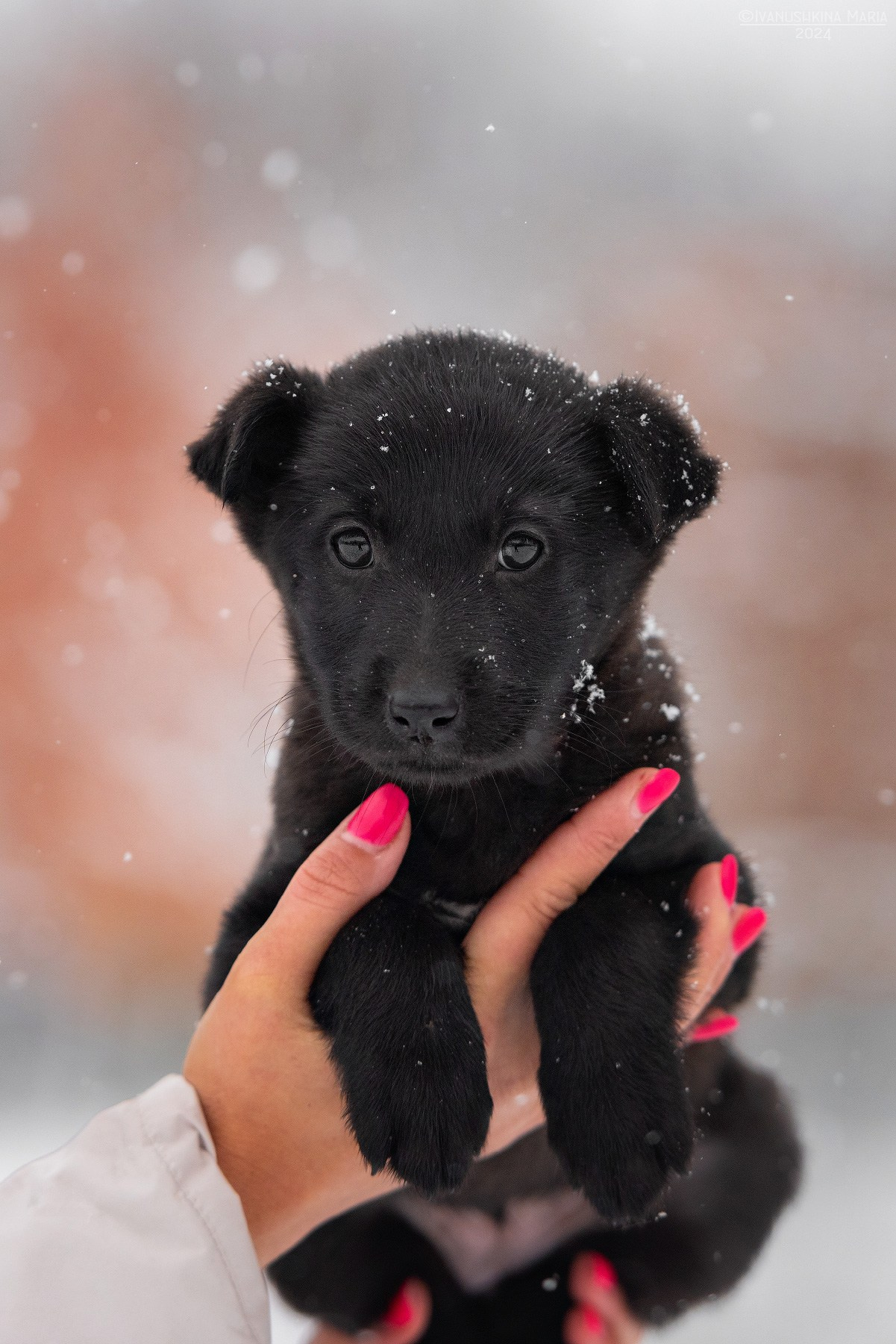 Пиарные фотосессии собак на пристройство. Фотограф собак в Москве и Московской области Иванушкина Мария