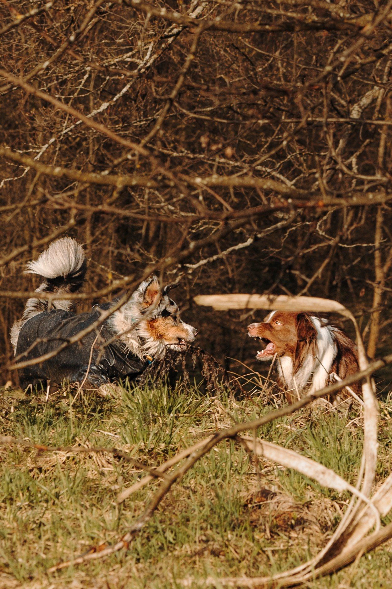 Смена в «DogCamp». Анастасия Белаш