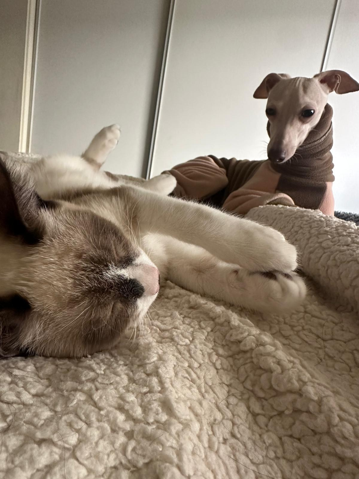 Левретки и кошки. Профессиональный питомник левреток РКФ/FCI ASTI SAPPHIRE 💎 Сочи|Санкт-Петербург