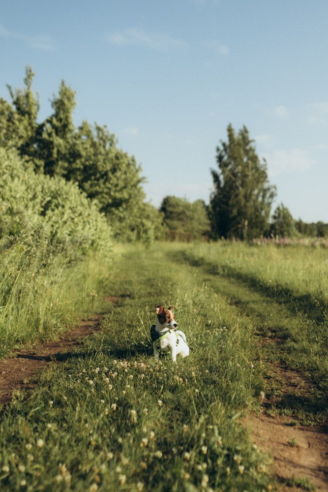 Ира и Бустик. Семейный и детский фотограф в Рязани Екатерина Воронцова