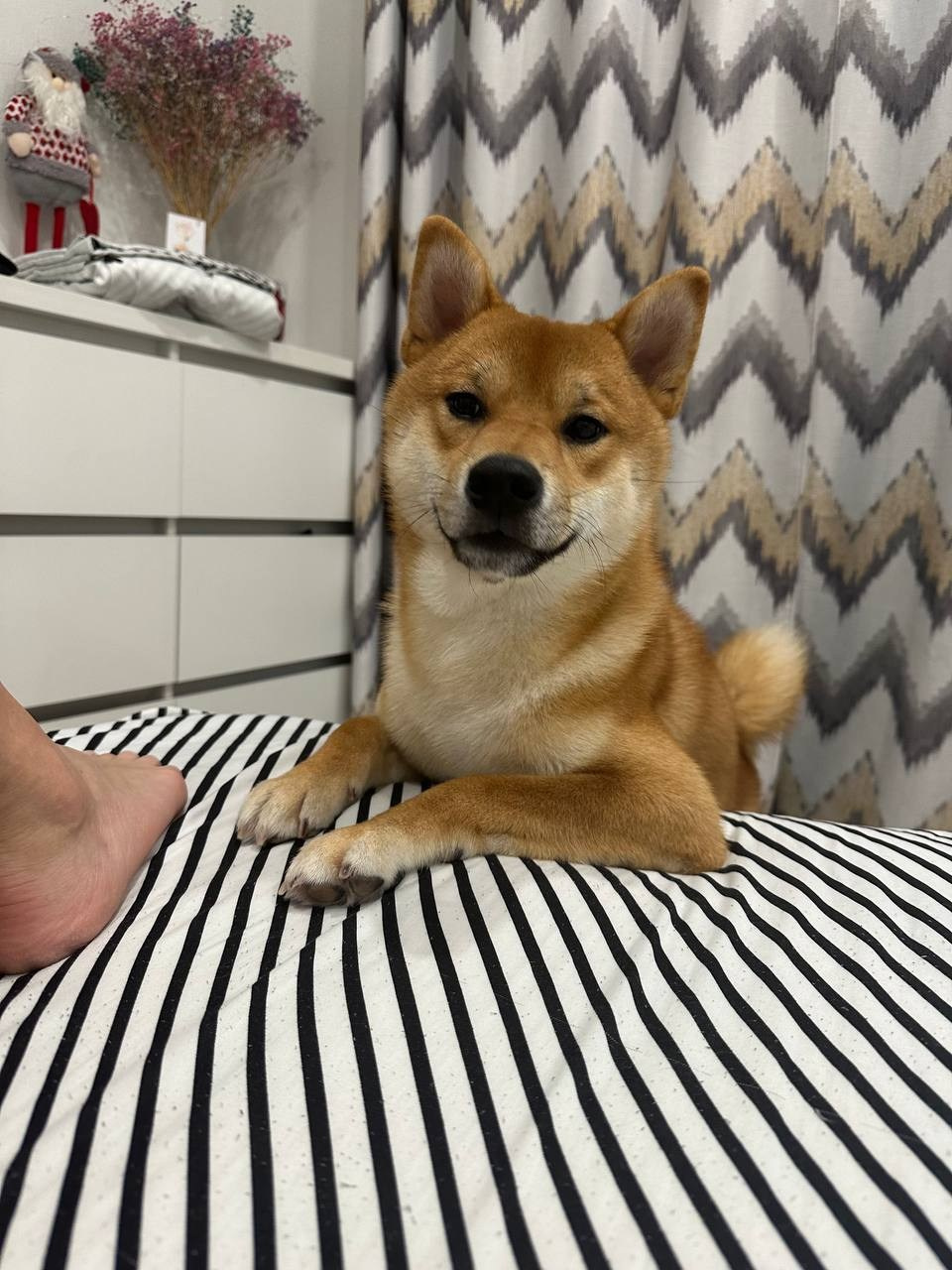 сиба питомник Рубилайт щенки на продажу rubylight  сиба щенки купить Шиба сиба-ину