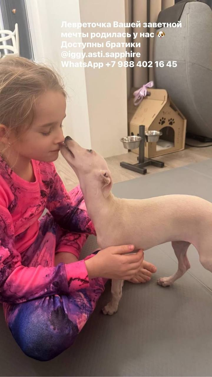 Итоги января. Профессиональный питомник левреток РКФ/FCI ASTI SAPPHIRE 💎 Сочи|Санкт-Петербург