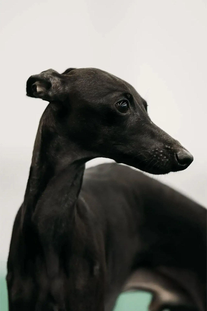 Белые девочки. Профессиональный питомник левреток РКФ/FCI ASTI SAPPHIRE 💎 Сочи|Санкт-Петербург