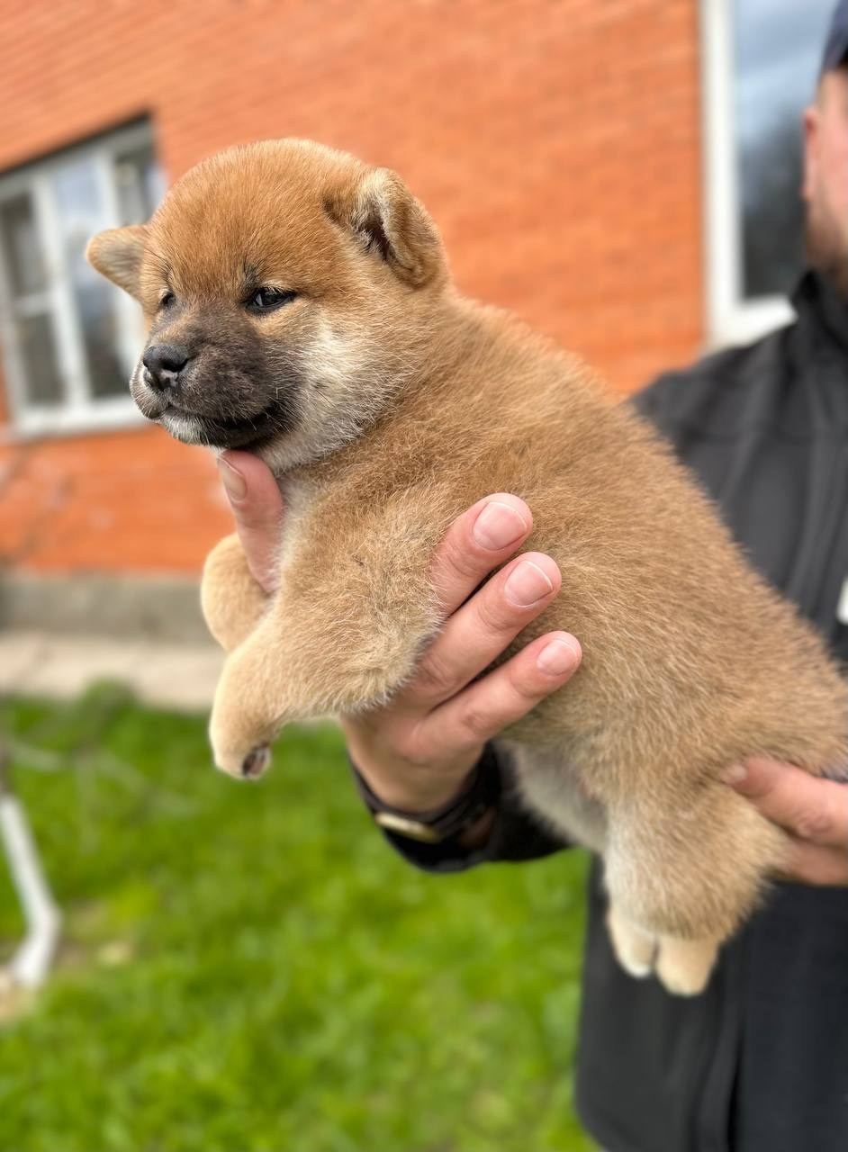 сиба питомник Рубилайт щенки на продажу rubylight  сиба щенки купить СПб Санкт-Петербург