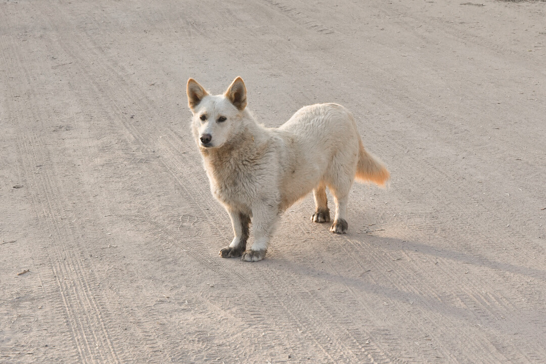 Стрит-фотография, пейзаж. Фотограф в Пскове и Санкт-Петербурге Татьяна Рейнелл
