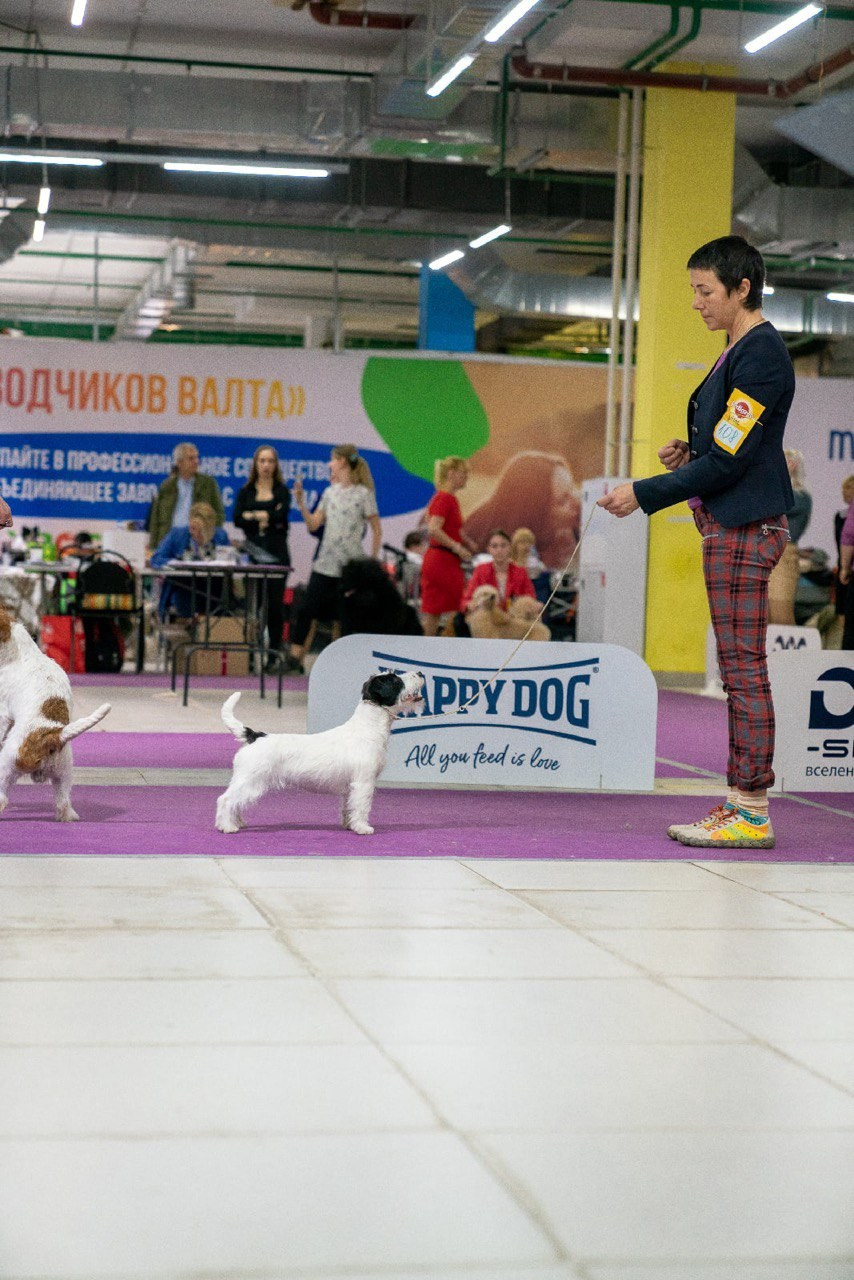 LOVELY-ORANGE POKER. Lovely-Orange питомник джек рассел терьеров