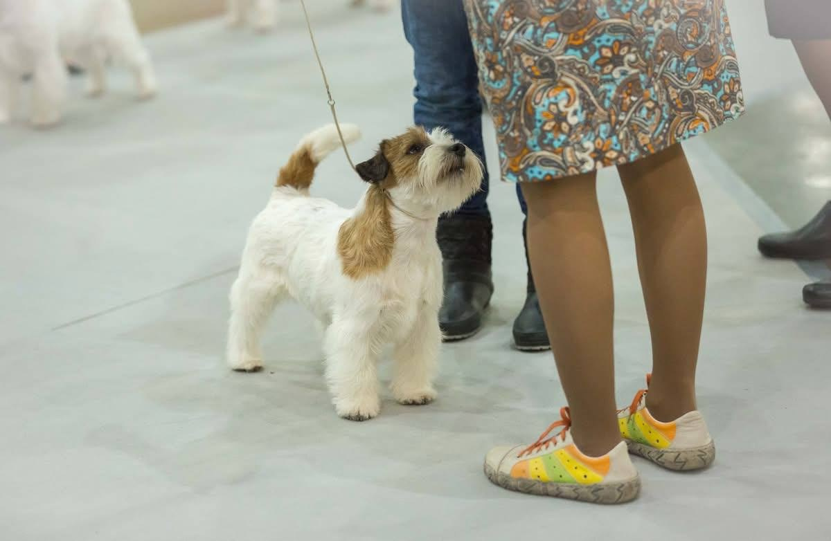 Lovely-Orange Grand Muffin. Lovely-Orange питомник джек рассел терьеров