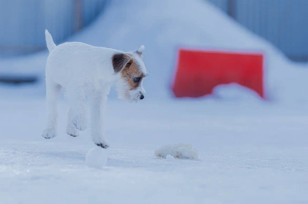 Сука 2. Lovely-Orange питомник джек рассел терьеров