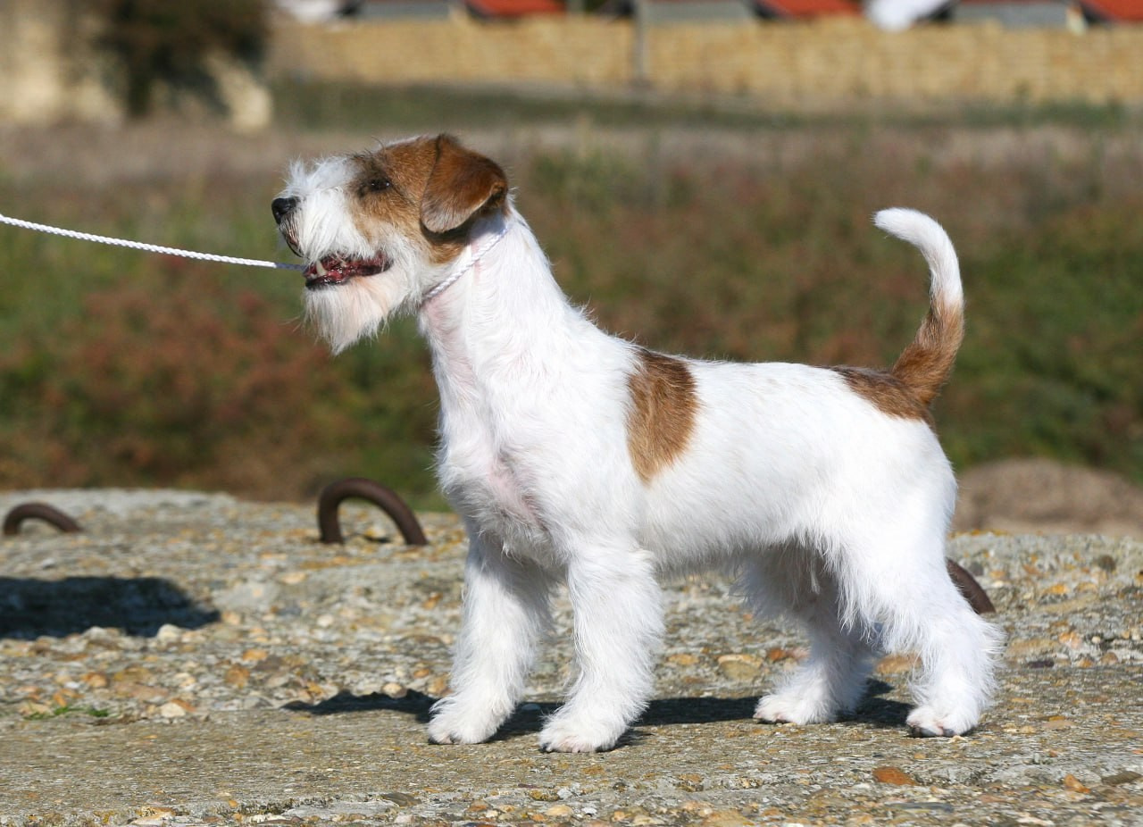 Lovely -Orange Team Spirit. Lovely-Orange питомник джек рассел терьеров