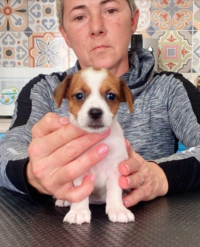 Сука 2. Lovely-Orange питомник джек рассел терьеров