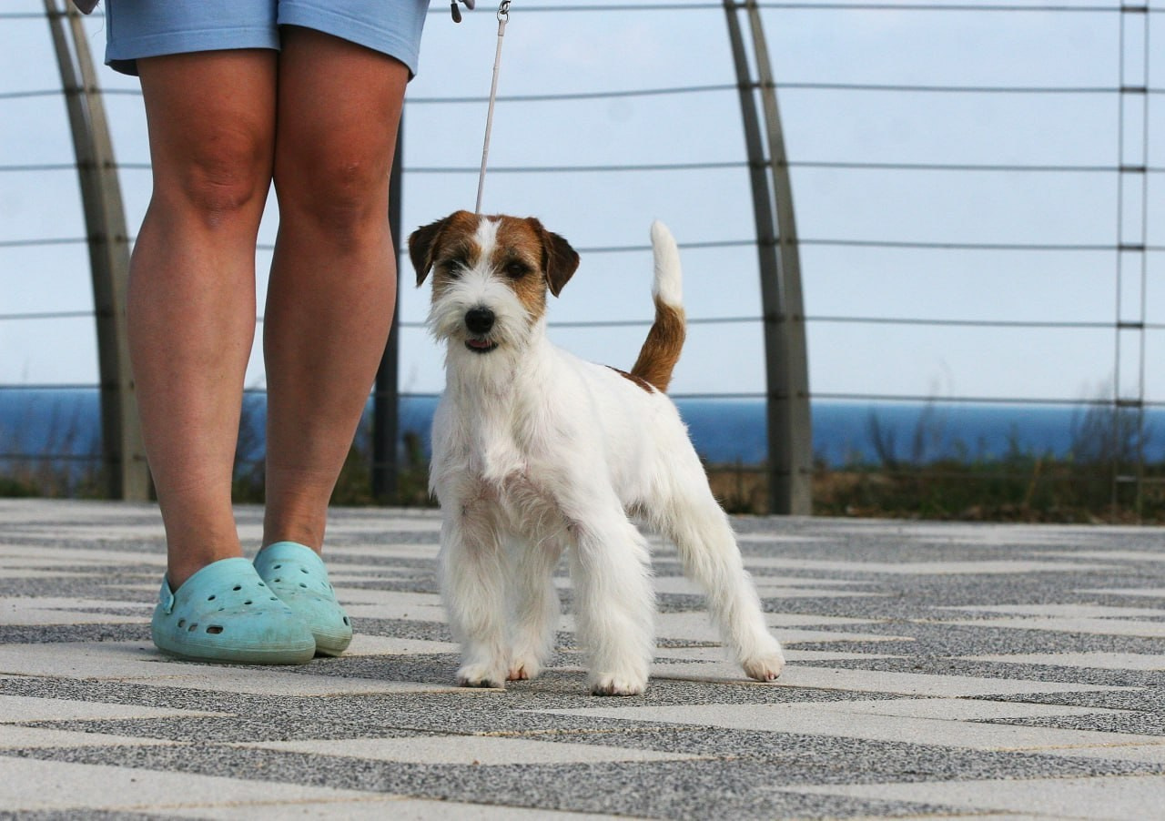 Lovely-Orange Escada. Lovely Orange kennel Jack Russell Terrier FCI/RKF
