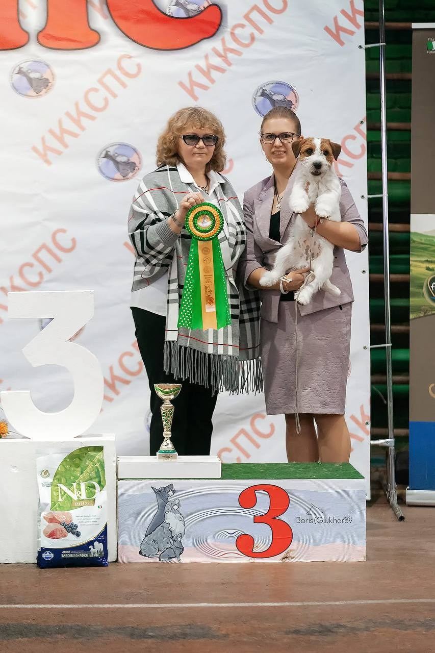 Lovely-Orange Barlow. Lovely-Orange питомник джек рассел терьеров