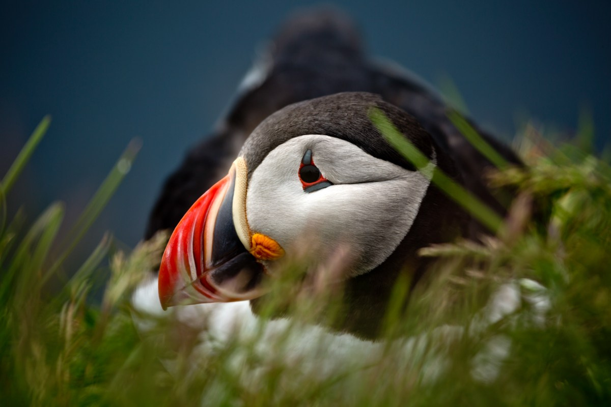 Wildlife photography. Photographer Kirill Sergeev | Moscow