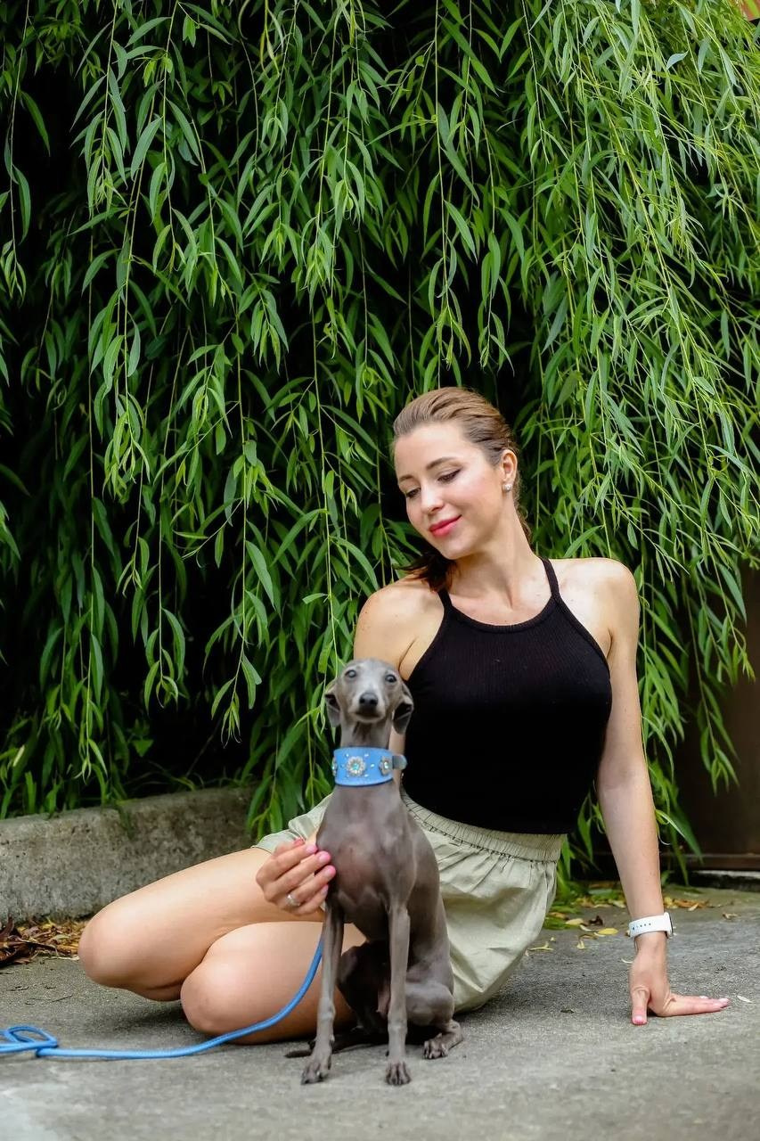 Asti Sapphire Eveline Fler-De-Lys. Профессиональный питомник левреток РКФ/FCI ASTI SAPPHIRE 💎 Сочи|Санкт-Петербург