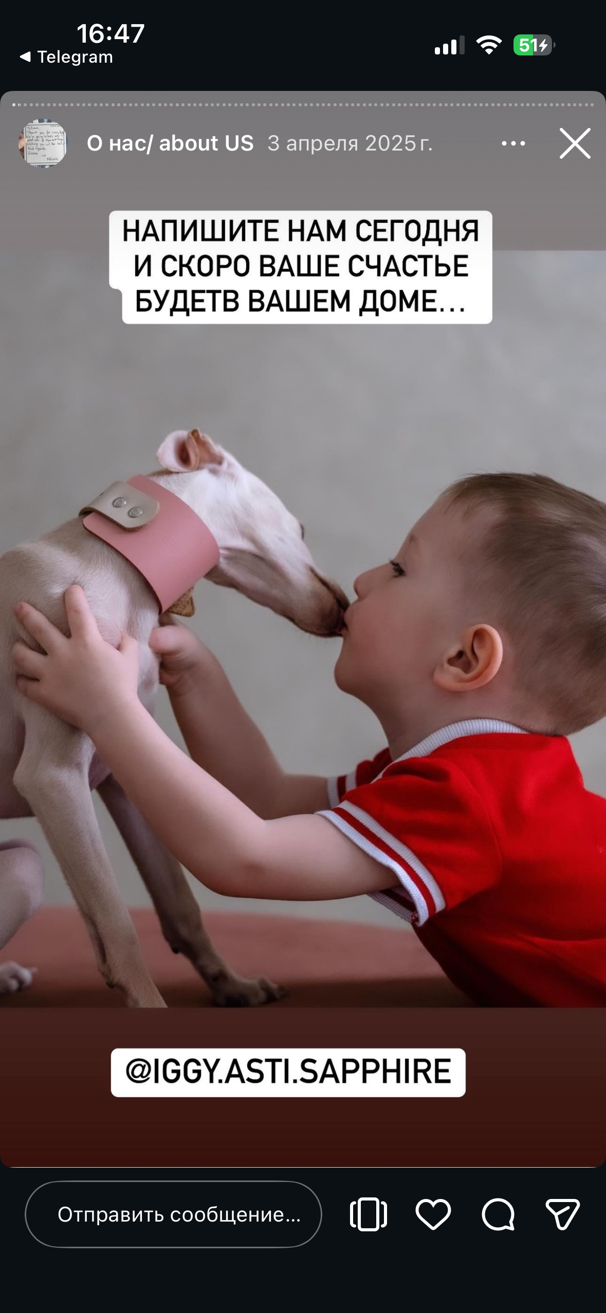 Отзывы от наших любимых владельцев. Профессиональный питомник левреток РКФ/FCI ASTI SAPPHIRE 💎 Сочи|Санкт-Петербург