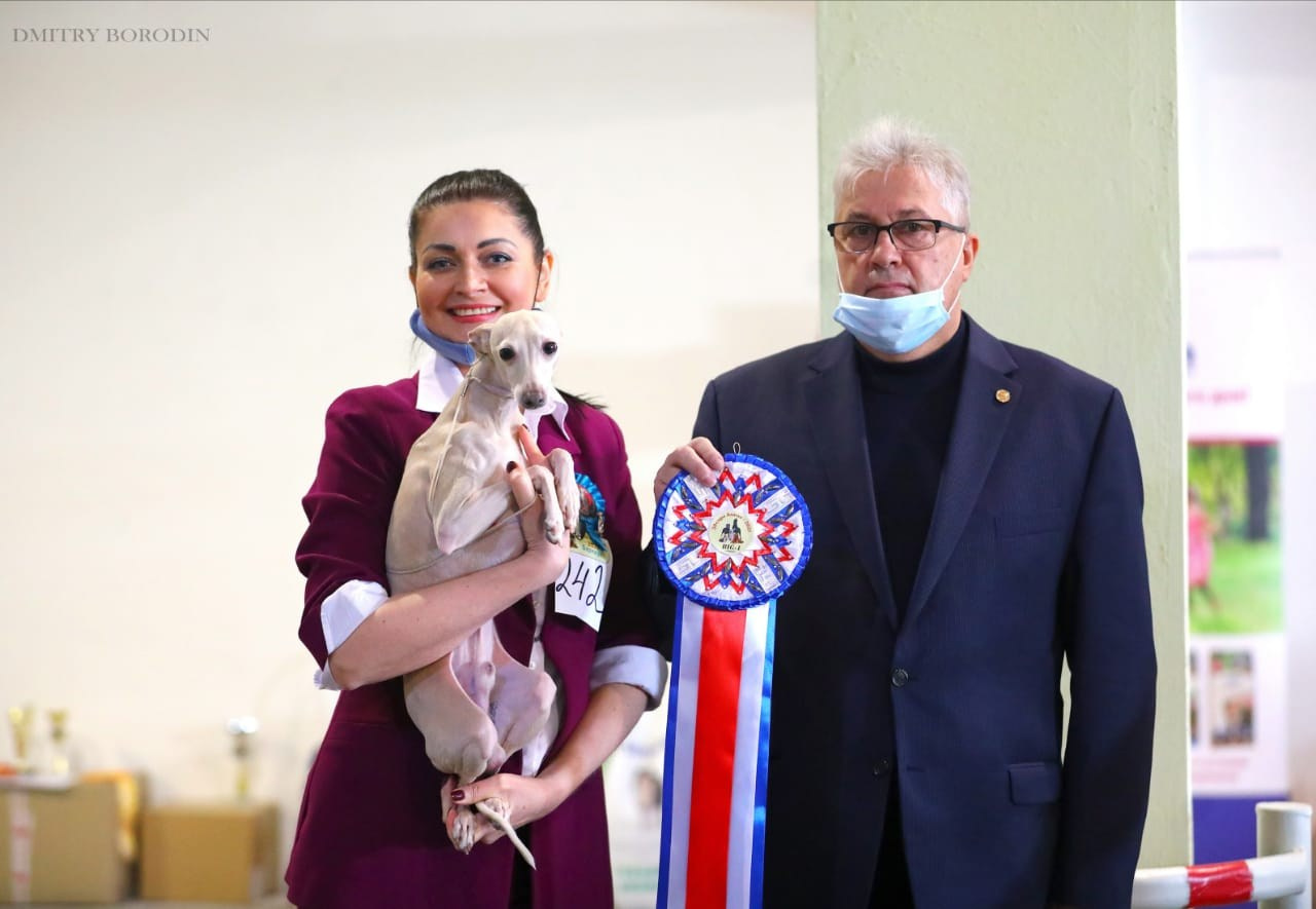 Наш самый звёздный выпускник. Professional Italian Greyhound Kennel RKF/FCI ASTI SAPPHIRE 💎 Sochi|St. Petersburg