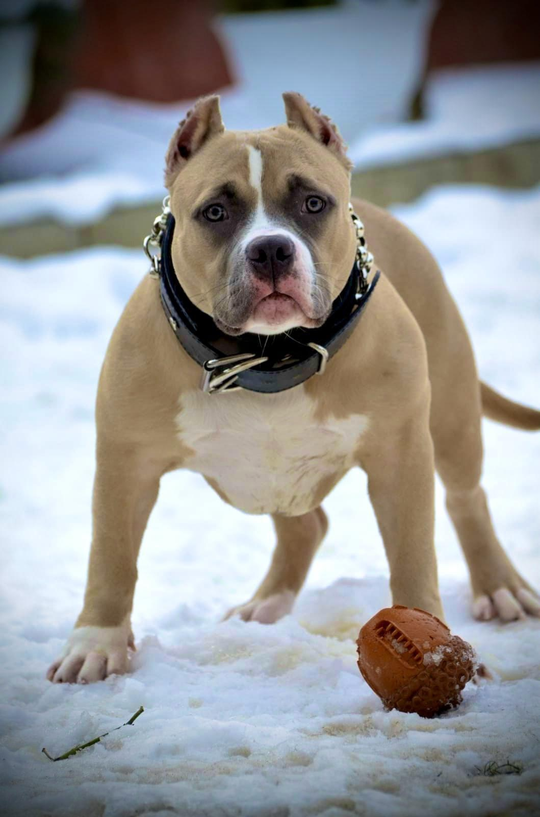 Челси. ПИТОМНИК СОБАК ПОРОДЫ АМЕРИКАНСКИЙ БУЛЛИ