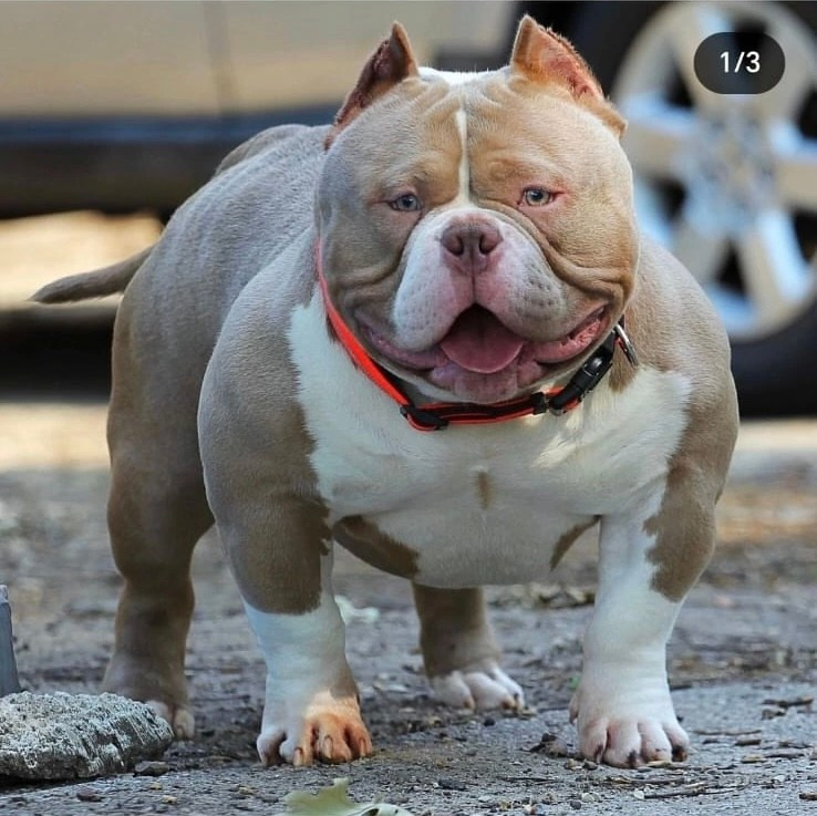 булли экстрим, отец нашего Зидана 